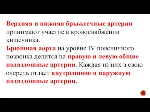 Верхняя и нижняя брыжеечные артерии принимают участие в кровоснабжении кишечника. Брюшная