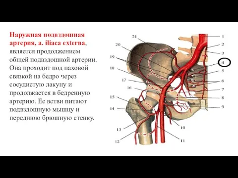 Наружная подвздошная артерия, a. iliaca externa, является продолжением общей подвздошной артерии.