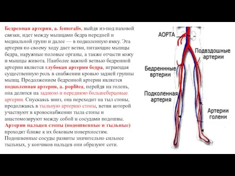 Бедренная артерия, a. femoralis, выйдя из-под паховой связки, идет между мышцами