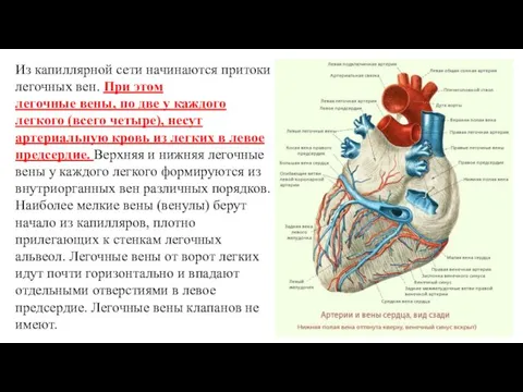 Из капиллярной сети начинаются притоки легочных вен. При этом легочные вены,