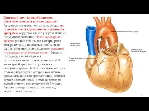 Венечный круг кровообращения. (circulatio coronaria или коронарное) Артериальная кровь поступает к