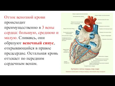 Отток венозной крови происходит преимущественно в 3 вены сердца: большую, среднюю