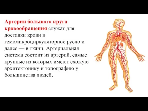 Артерии большого круга кровообращения служат для доставки крови в гемомикроциркуляторное русло