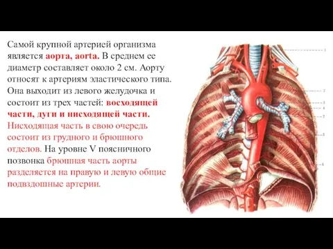 Самой крупной артерией организма является аорта, aorta. В среднем ее диаметр