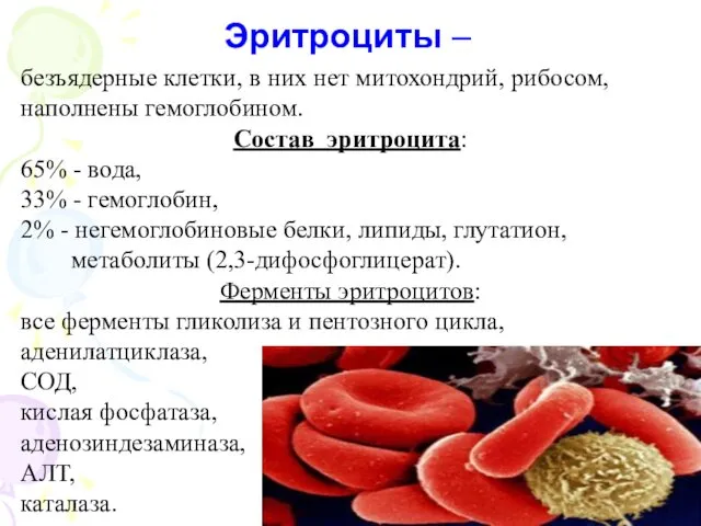 Эритроциты – безъядерные клетки, в них нет митохондрий, рибосом, наполнены гемоглобином.