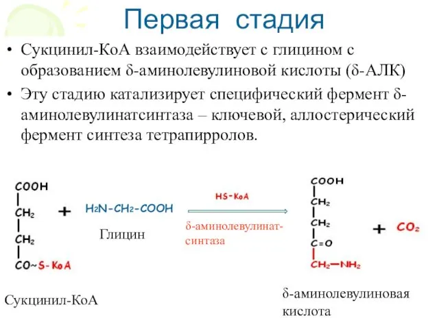 Сукцинил-КоА взаимодействует с глицином с образованием δ-аминолевулиновой кислоты (δ-АЛК) Эту стадию