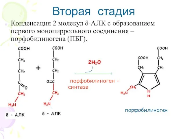 Конденсация 2 молекул δ-АЛК с образованием первого монопиррольного соединения – порфобилиногена