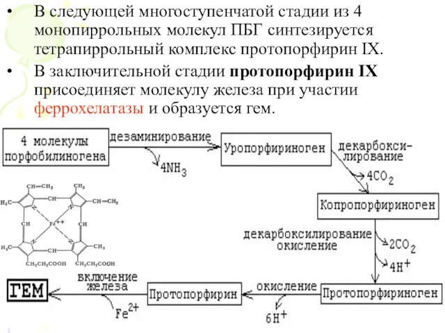 В следующей многоступенчатой стадии из 4 монопиррольных молекул ПБГ синтезируется тетрапиррольный