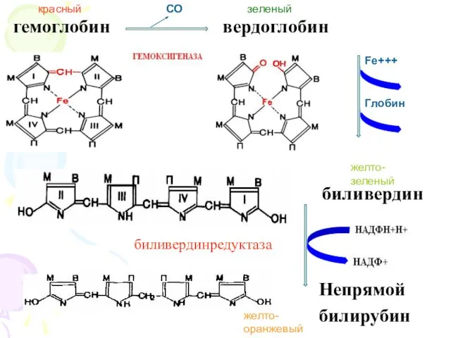 гемоглобин вердоглобин биливердин Непрямой билирубин биливердинредуктаза Fe+++ Глобин красный желто-зеленый зеленый желто-оранжевый СО