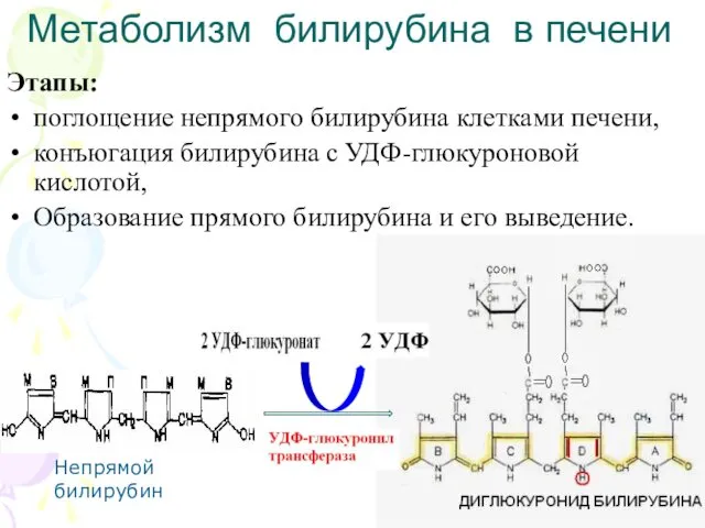 Метаболизм билирубина в печени Этапы: поглощение непрямого билирубина клетками печени, конъюгация