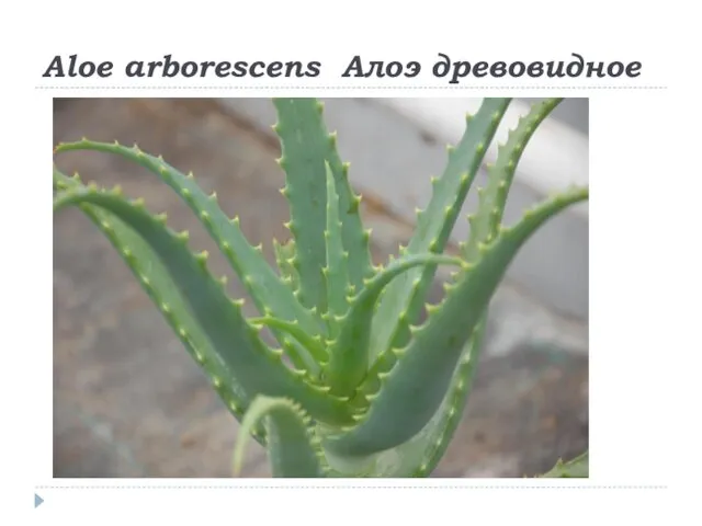 Aloe arborescens Алоэ древовидное