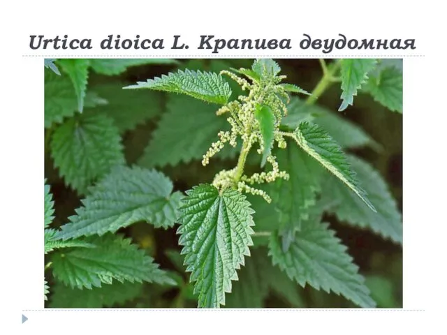 Urtica dioica L. Крапива двудомная