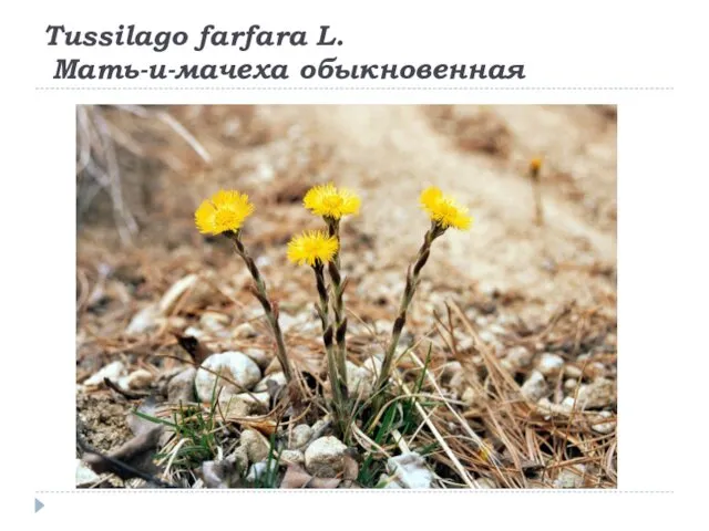 Tussilago farfara L. Мать-и-мачеха обыкновенная