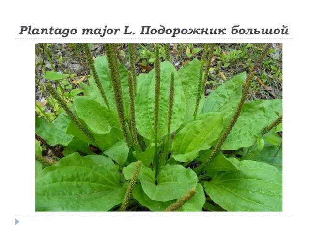 Plantago major L. Подорожник большой