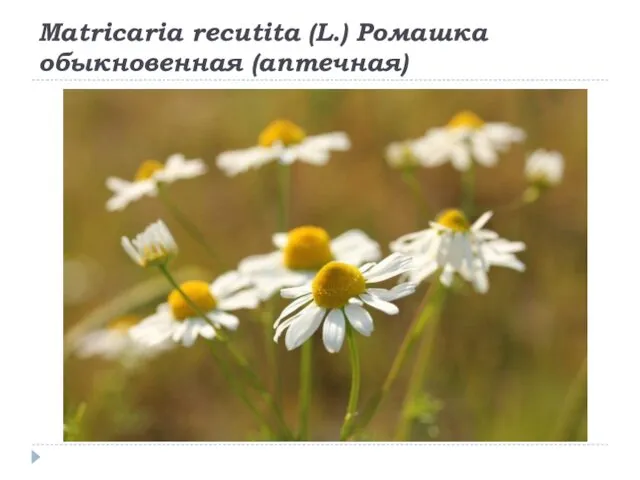 Matricaria recutita (L.) Ромашка обыкновенная (аптечная)