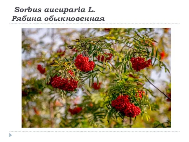 Sorbus aucuparia L. Рябина обыкновенная