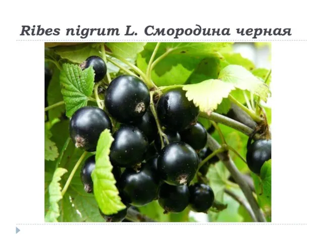 Ribes nigrum L. Смородина черная