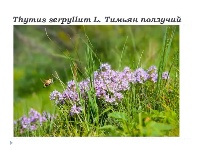 Thymus serpyllum L. Тимьян ползучий