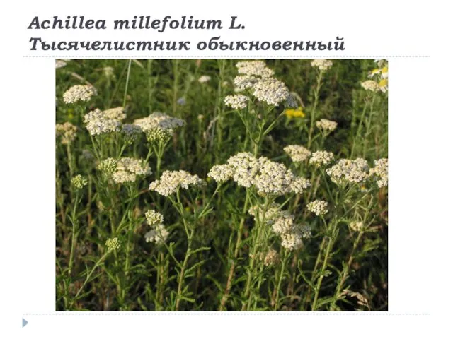 Achillea millefolium L. Тысячелистник обыкновенный