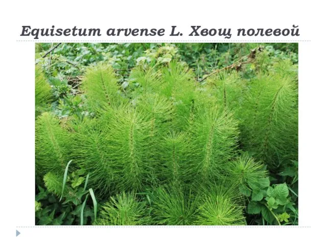 Equisetum arvense L. Хвощ полевой