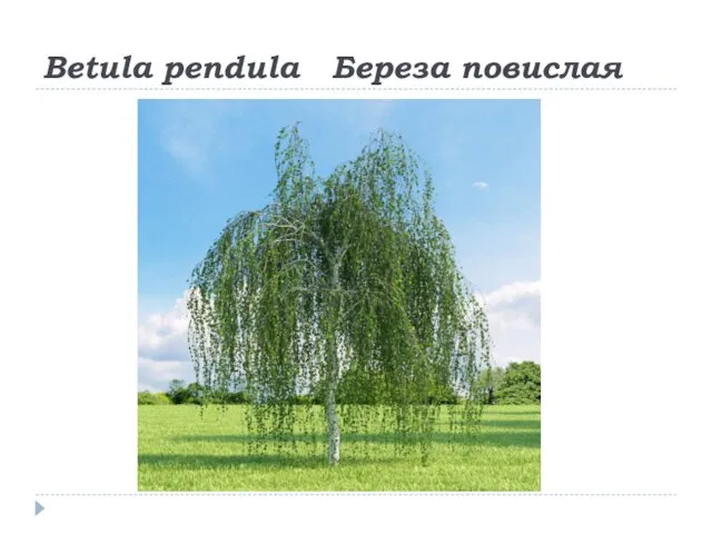 Betula pendula Береза повислая