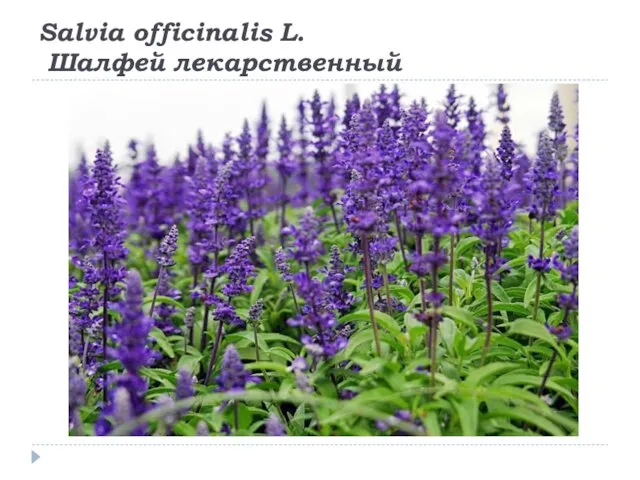 Salvia officinalis L. Шалфей лекарственный