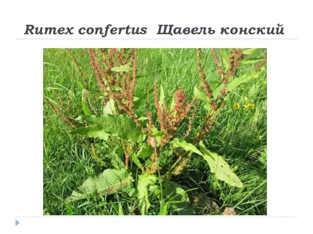 Rumex confertus Щавель конский