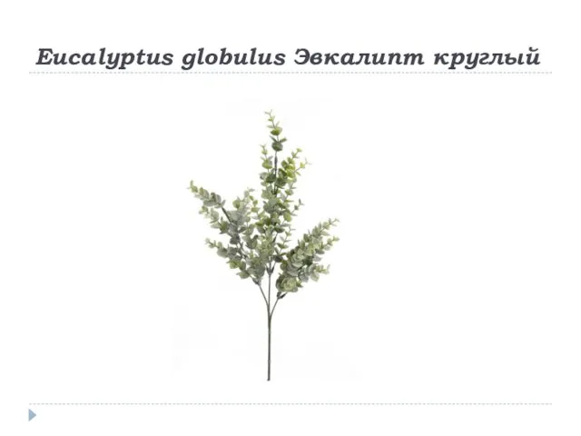 Eucalyptus globulus Эвкалипт круглый