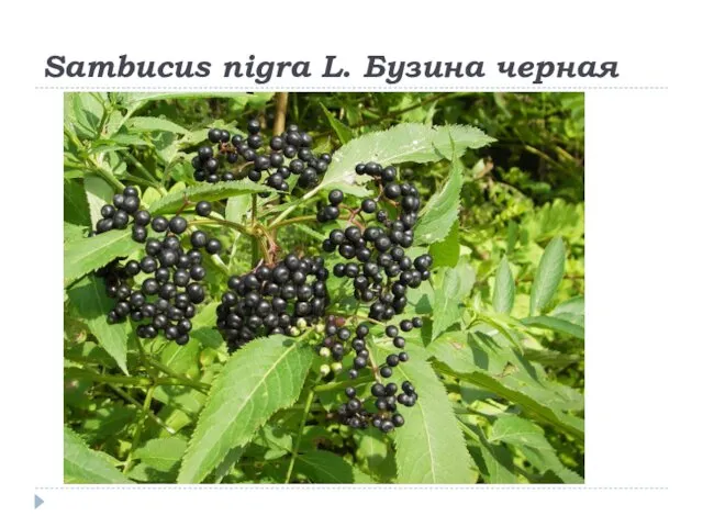Sambucus nigra L. Бузина черная