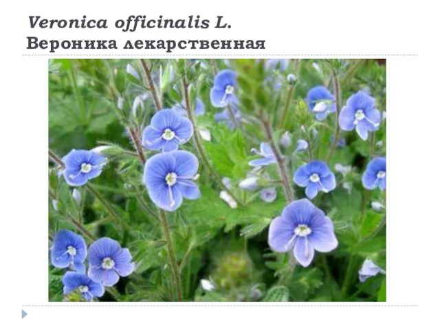 Veronica officinalis L. Вероника лекарственная