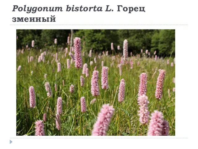 Polygonum bistorta L. Горец змеиный