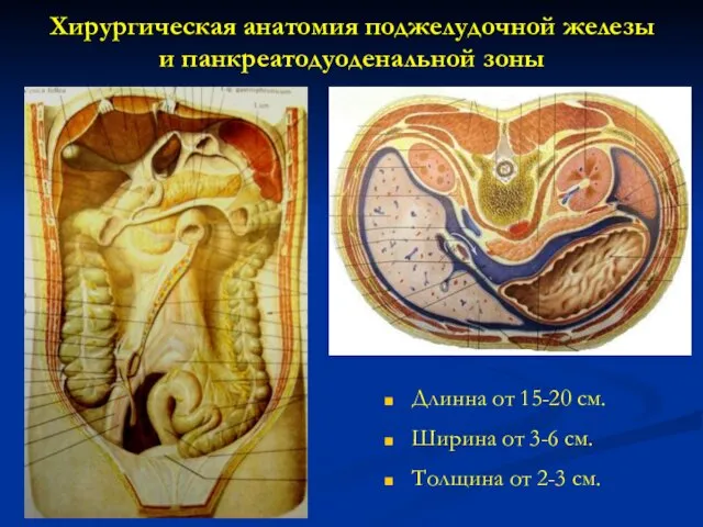 Хирургическая анатомия поджелудочной железы и панкреатодуоденальной зоны Длинна от 15-20 см.