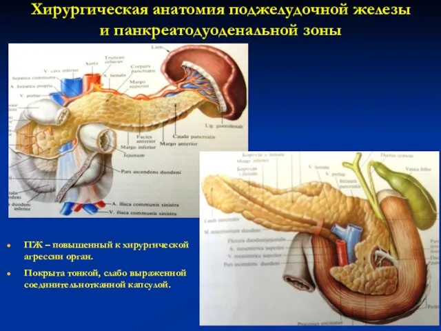 Хирургическая анатомия поджелудочной железы и панкреатодуоденальной зоны ПЖ – повышенный к