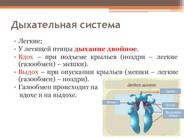 Дыхательная система Легкие; У летящей птицы дыхание двойное. Вдох – при