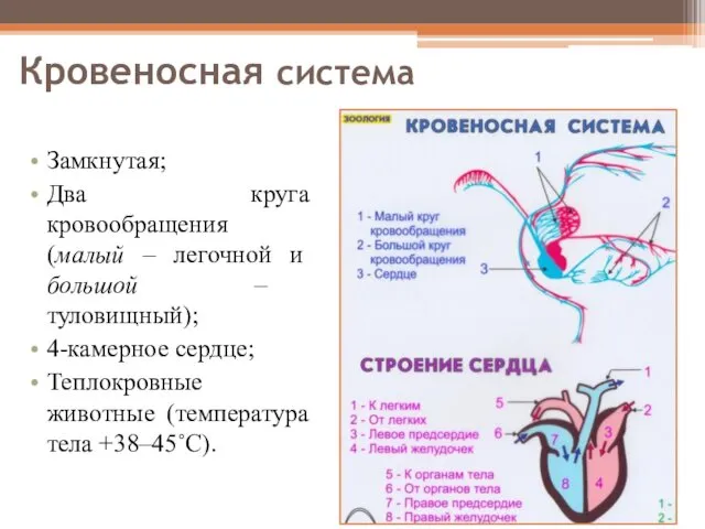 Кровеносная система Замкнутая; Два круга кровообращения (малый – легочной и большой