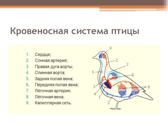 Кровеносная система птицы