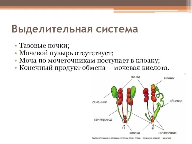 Выделительная система Тазовые почки; Мочевой пузырь отсутствует; Моча по мочеточникам поступает