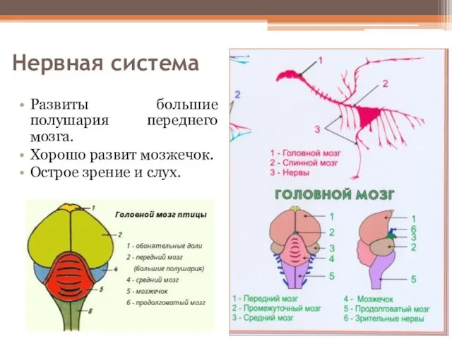 Нервная система Развиты большие полушария переднего мозга. Хорошо развит мозжечок. Острое зрение и слух.