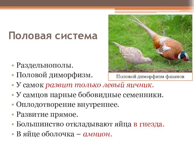 Половая система Раздельнополы. Половой диморфизм. У самок развит только левый яичник.