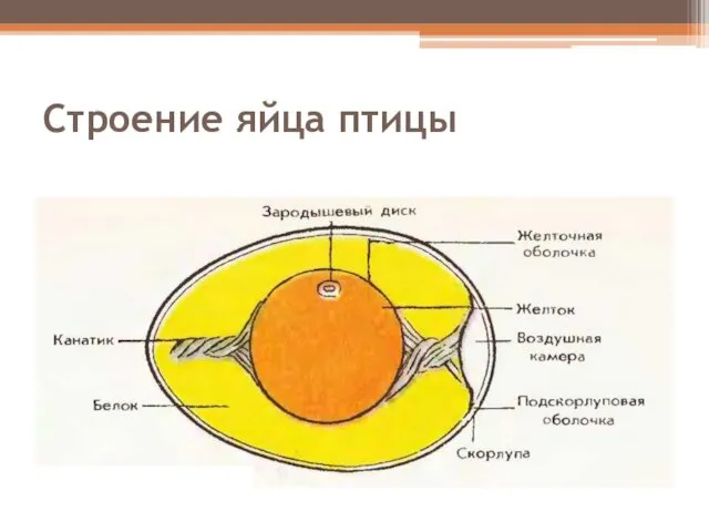 Строение яйца птицы