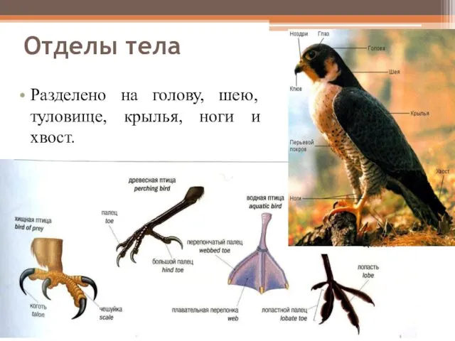 Отделы тела Разделено на голову, шею, туловище, крылья, ноги и хвост.