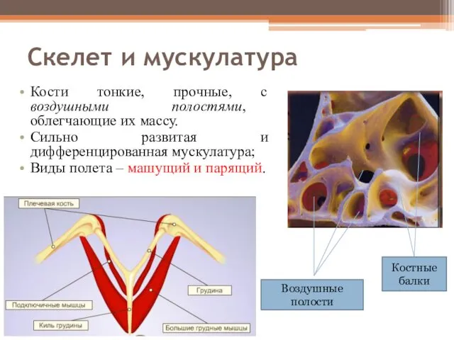 Скелет и мускулатура Кости тонкие, прочные, с воздушными полостями, облегчающие их