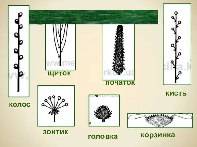 колос зонтик кисть початок щиток головка корзинка простые соцветия зонтик