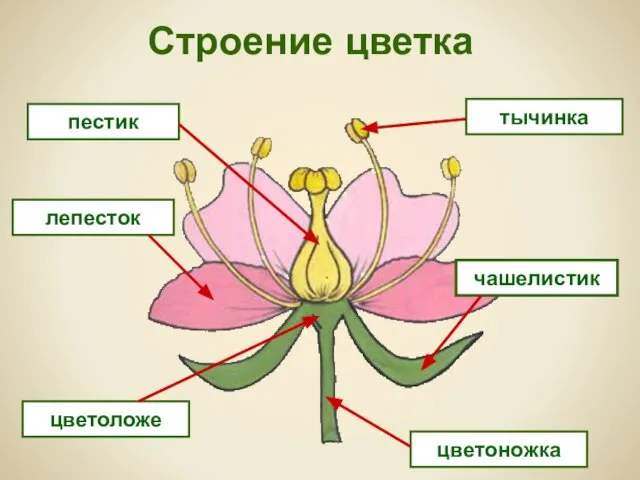 Строение цветка пестик лепесток тычинка цветоножка цветоложе чашелистик