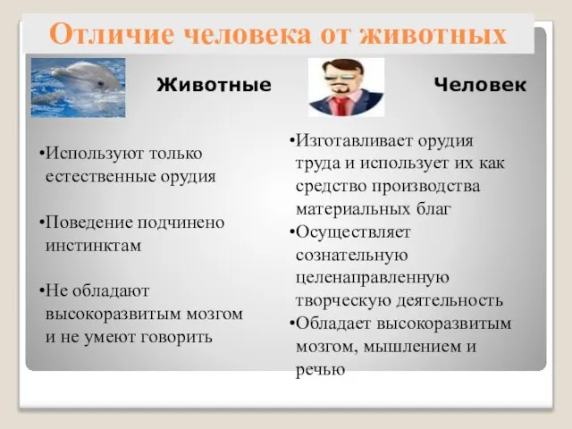 Отличие человека от животных Животные Человек Изготавливает орудия труда и использует