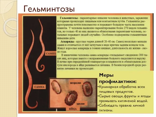 Гельминтозы Меры профилактики: Кулинарная обработка всех пищевых продуктов. Сырые овощи, фрукты