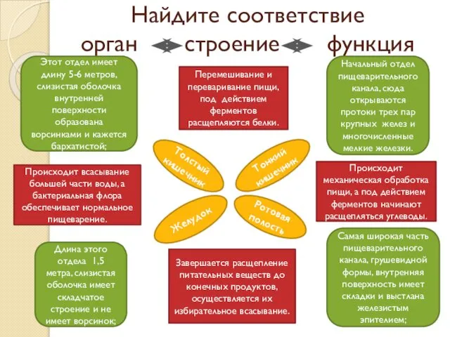 Найдите соответствие орган строение функция Желудок Толстый кишечник Ротовая полость Тонкий