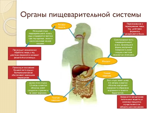 Органы пищеварительной системы Этот отдел имеет длину 5-6 метров, слизистая оболочка