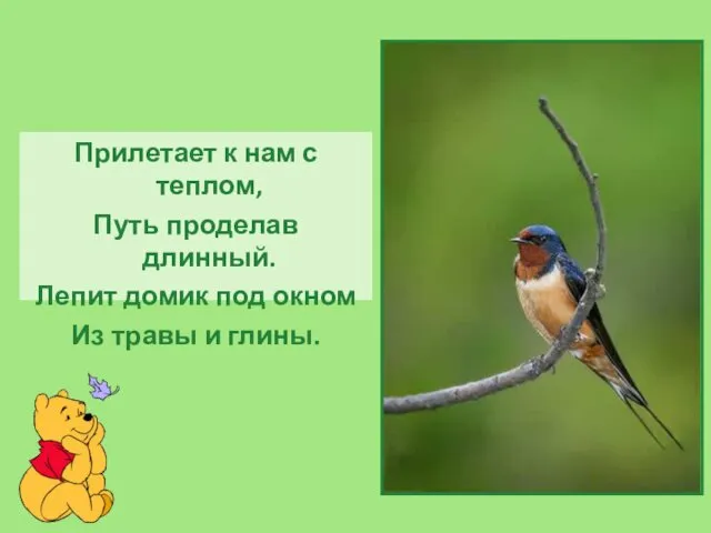 Прилетает к нам с теплом, Путь проделав длинный. Лепит домик под окном Из травы и глины.