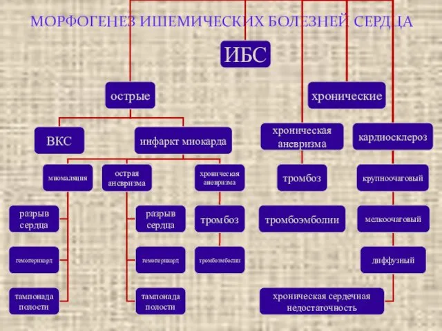 МОРФОГЕНЕЗ ИШЕМИЧЕСКИХ БОЛЕЗНЕЙ СЕРДЦА